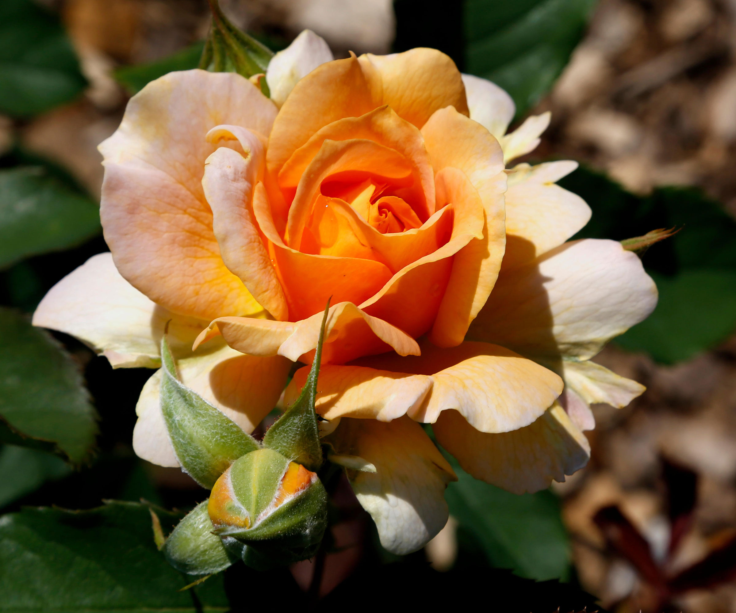 orange Honey Perfume rose in bloom