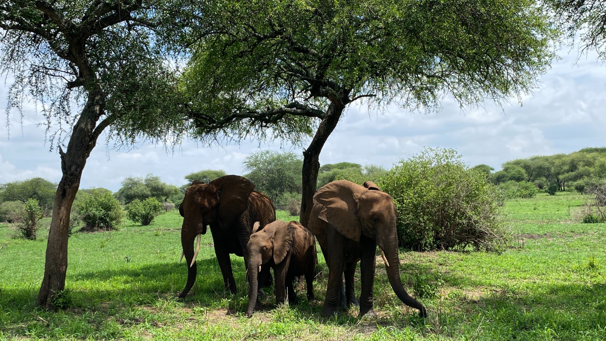 Elephants in Tarangire national park standing in front of a tree