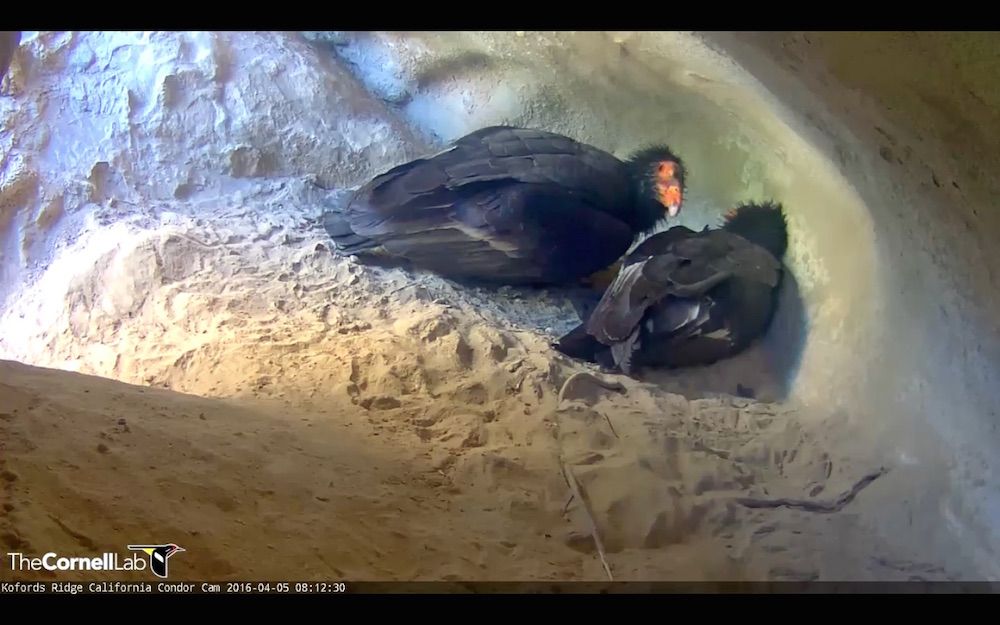 Condor bird cam