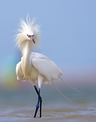 A Florida bird