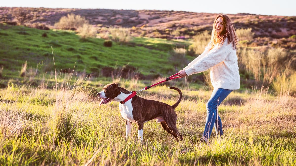 Dog pulling on leash