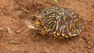 Box turtle eating cricket