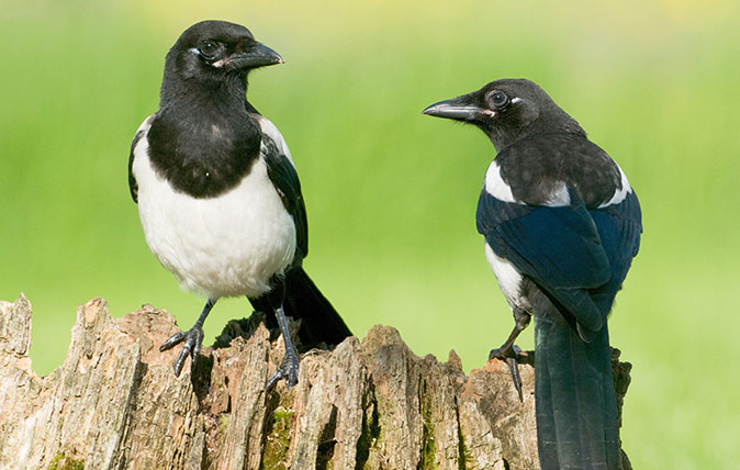 Magpies (Alamy)