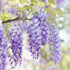 Close up of wisteria flowers blooming in spring