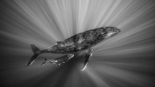 A black and white image of two humpback whales – mother and calf – ascending from the deep, rays of light framing them. 