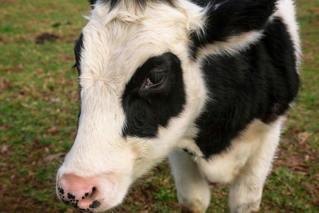 How Did That Big Cow Get So Huge? | Live Science