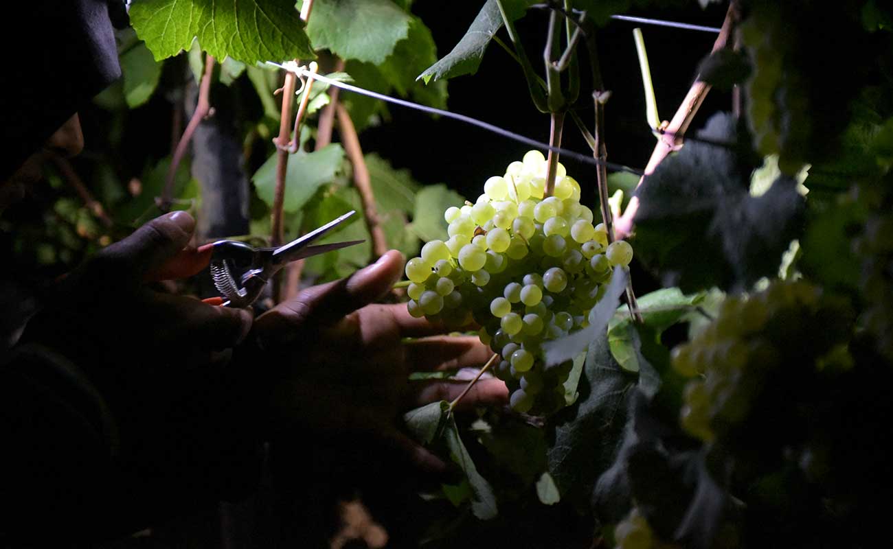 grapes harvested at night