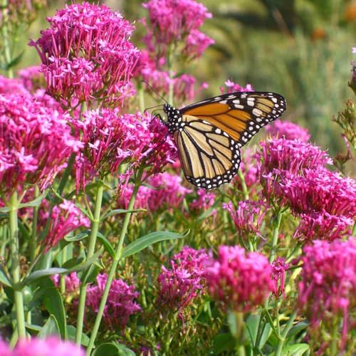 Jupiter's Beard Seeds, Red Valerian (centranthus Ruber), Heirloom, Drought-Tolerant Perennial, 100 Seeds