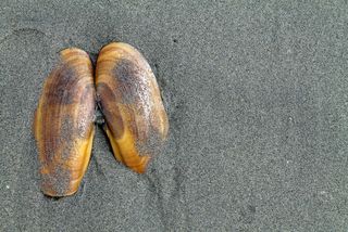 The shell of a razor clam. 