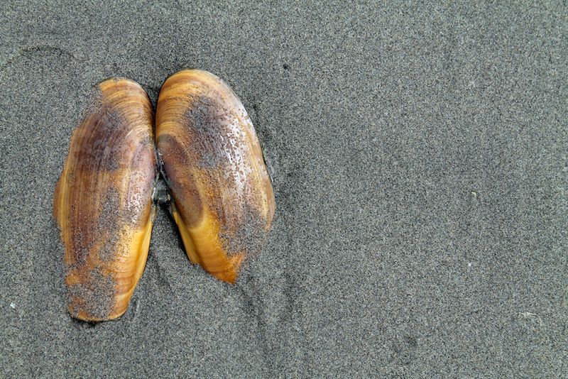 The shell of a razor clam. 