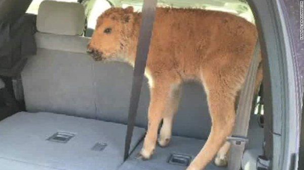 The bison calf inside the tourist&amp;#039;s SUV.