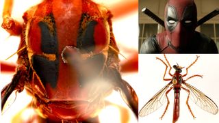 A new fly named for Marvel's Deadpool