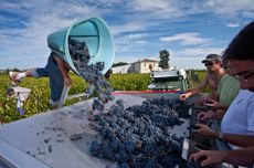 Ch&acirc;teau Lafleur harvest