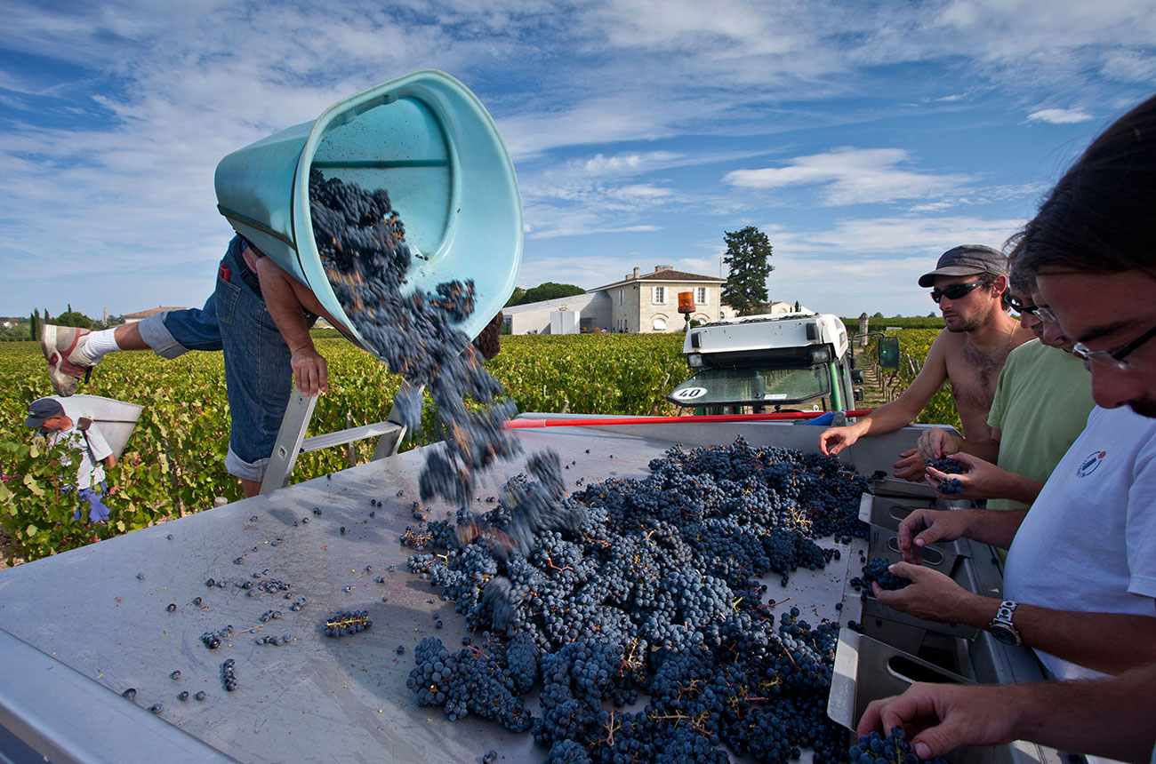 Ch&amp;acirc;teau Lafleur harvest