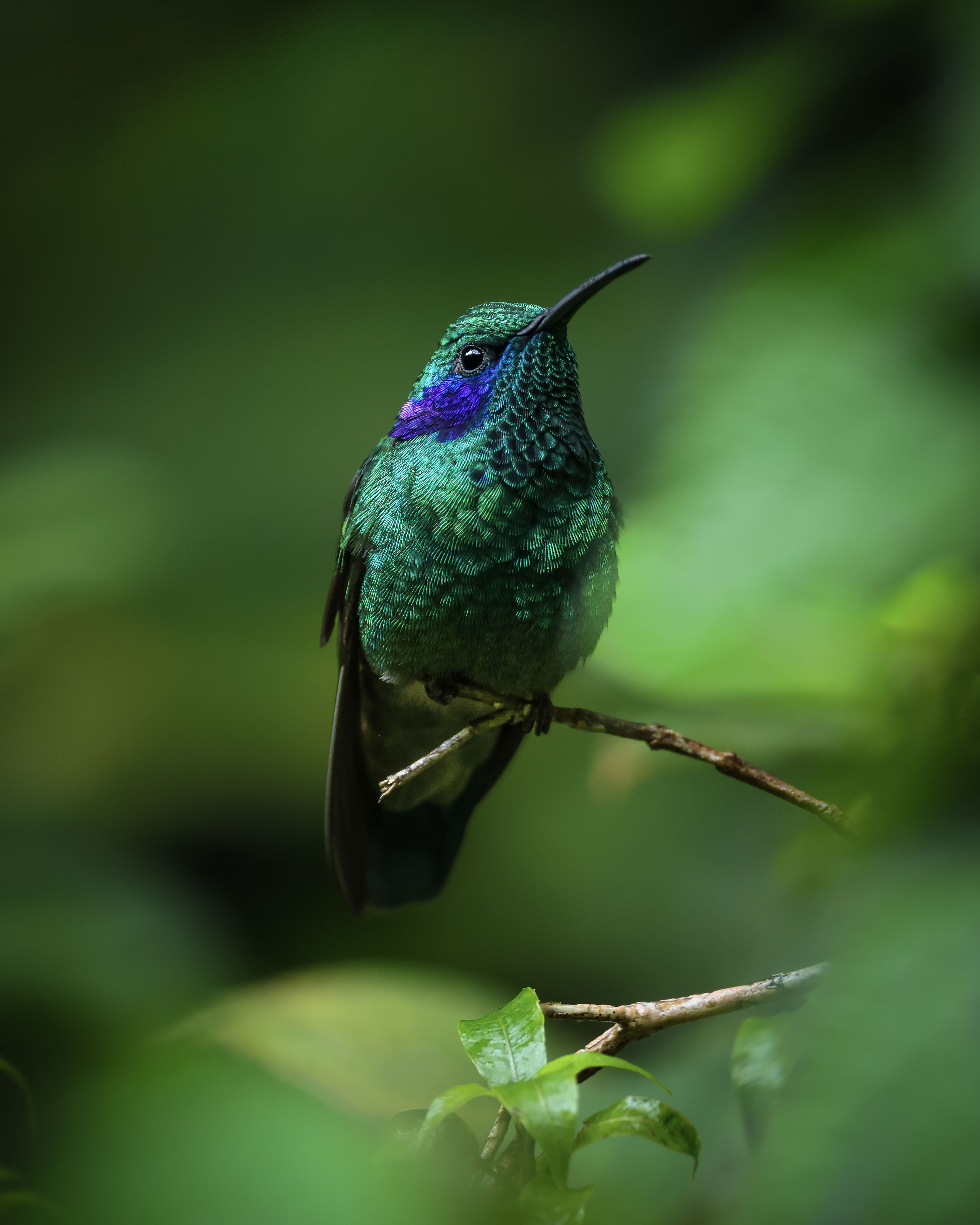 In Monteverde National Park, I took the chance of setting a low-lSO speed while still getting a razor-sharp portrait