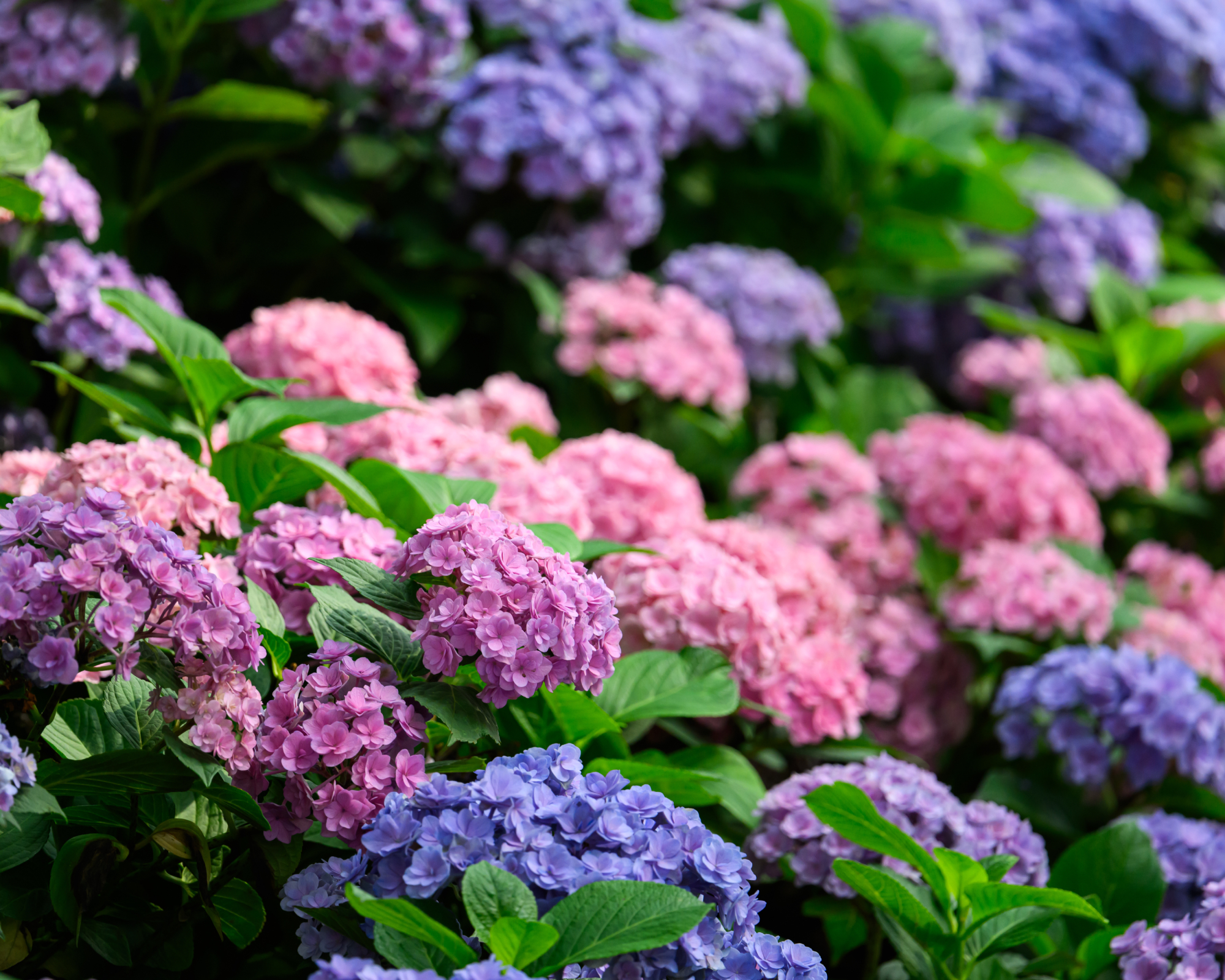 Pink and purple hydrangea blooms