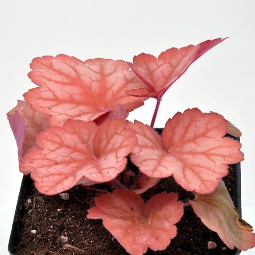 Heuchera, Georgia Peach Coral Bells, Alum Root, Shade Plant, Flowering Plant Which Tolerates Heat and Has Color-Changing Foliage, Container Size: 5"