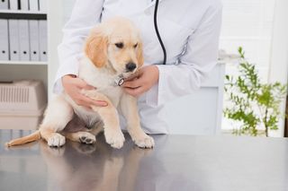 A puppy at a veterinarian clinic.