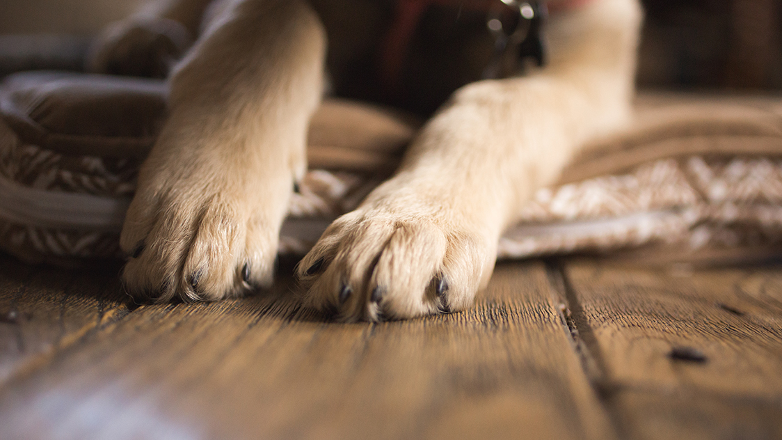 The Best Dog Nail Clippers of 2023, Tested and Reviewed