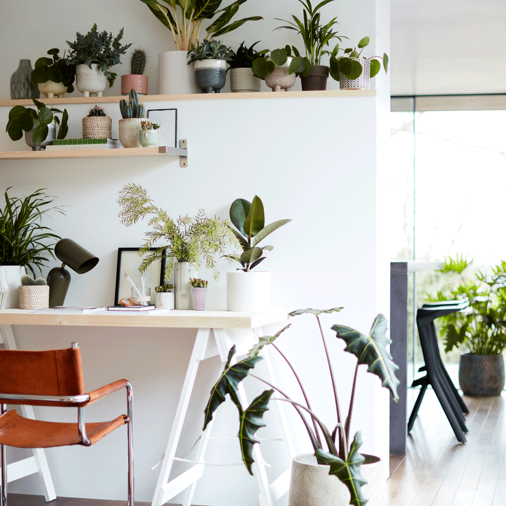 room with potted plant chair and white wall