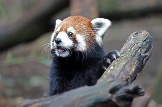 Mei Lee the red panda at Nashville Zoo