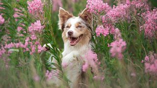 Australian Shepherd puppy in field of pink flowers