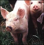pigs.jpg
