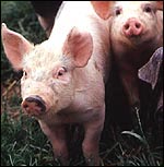 pigs.jpg