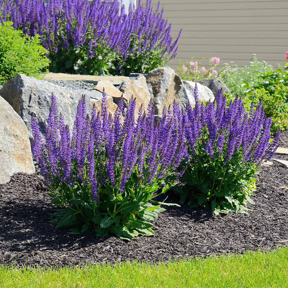 Several purple salvia plants growing in a bed