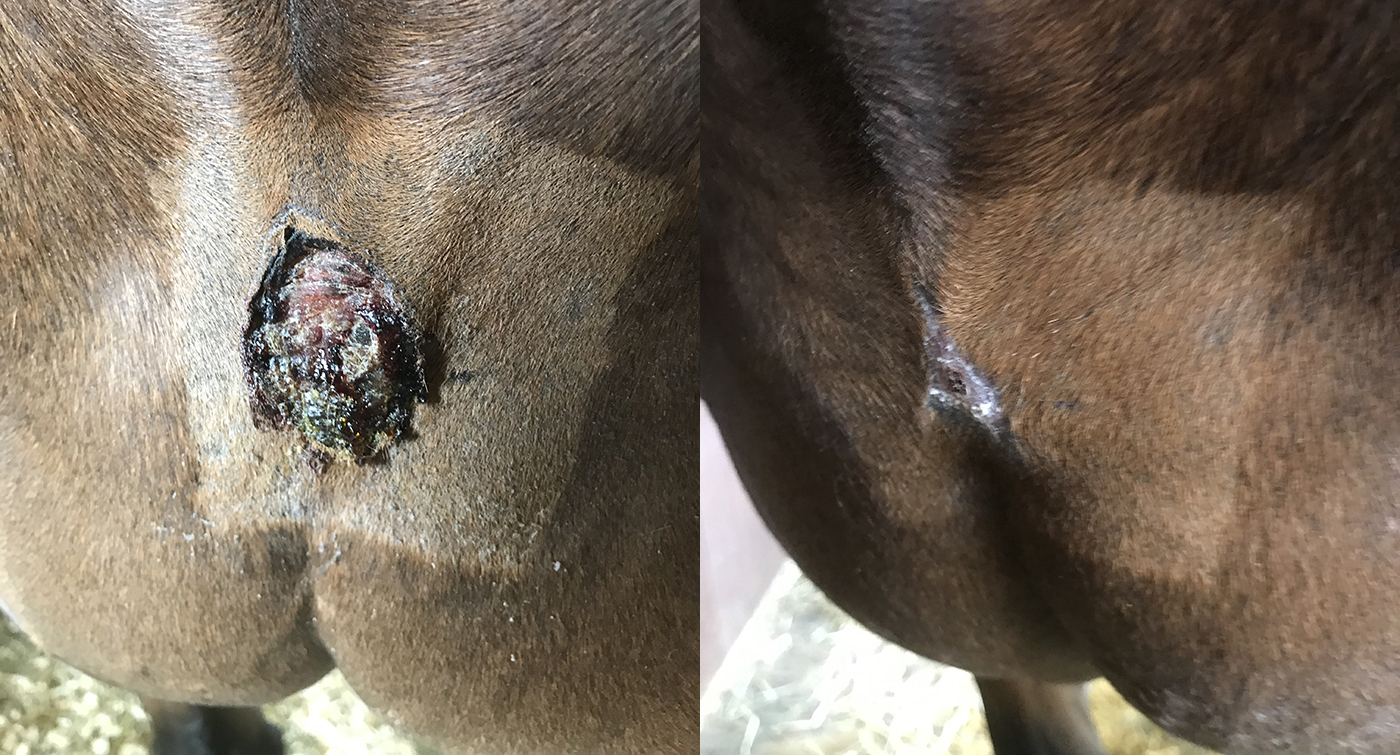 The lazer surgery site where a small verrucous sarcoid has been removed from the horse&amp;rsquo;s chest, 17 days after surgery and two weeks later showing rapid healing.