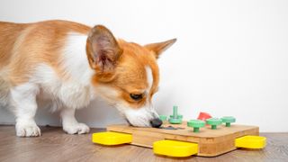 Dog with puzzle toy