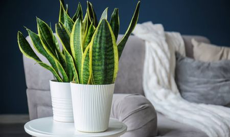 Snake plant