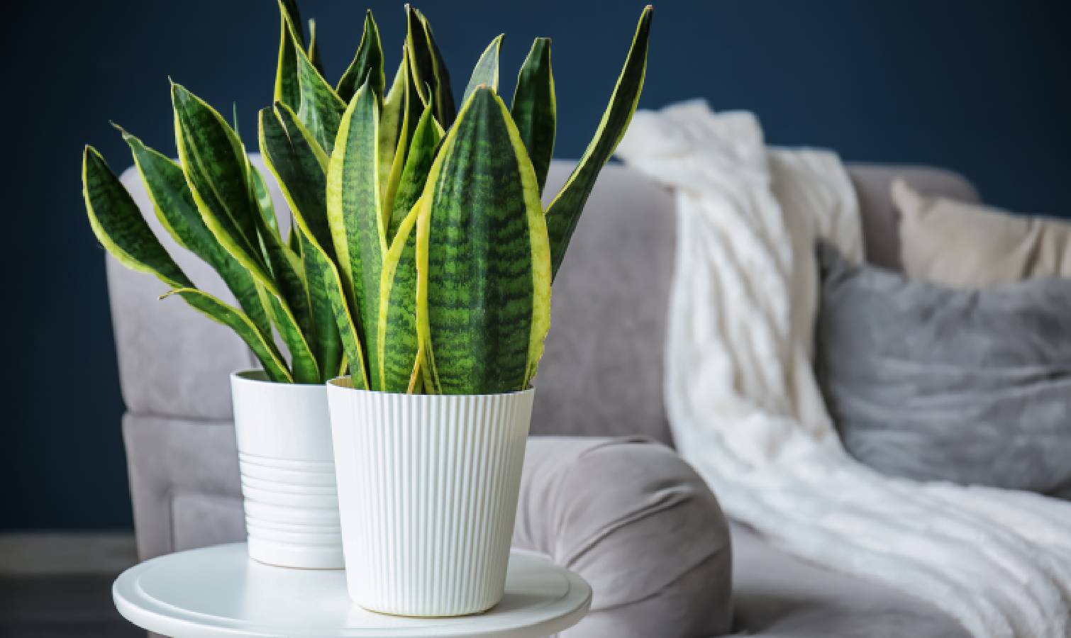 Snake plant