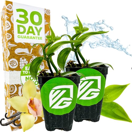 Vanilla Bean Orchid Live Plant (2-Pack) - Vanilla Planifolia by Wellspring Gardens - Fragrant Vanilla Beans, Versatile Vine, Tropical Elegance, Aromatic Treasure - Vanilla Bean Starter Plant