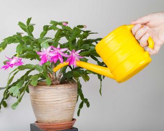 watering a Christmas cactus