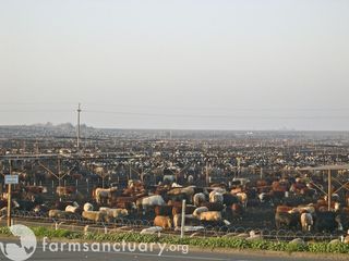 A cattle ranch in California's Central Valley.