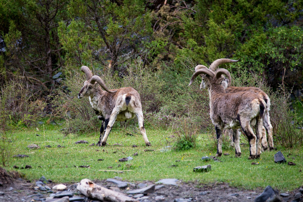 Photos: The Amazing Animals of China | Live Science