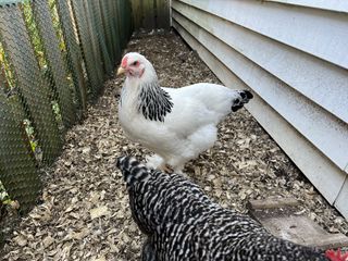 iPhone 13 Pro camera sample of chickens taken with wide angle camera