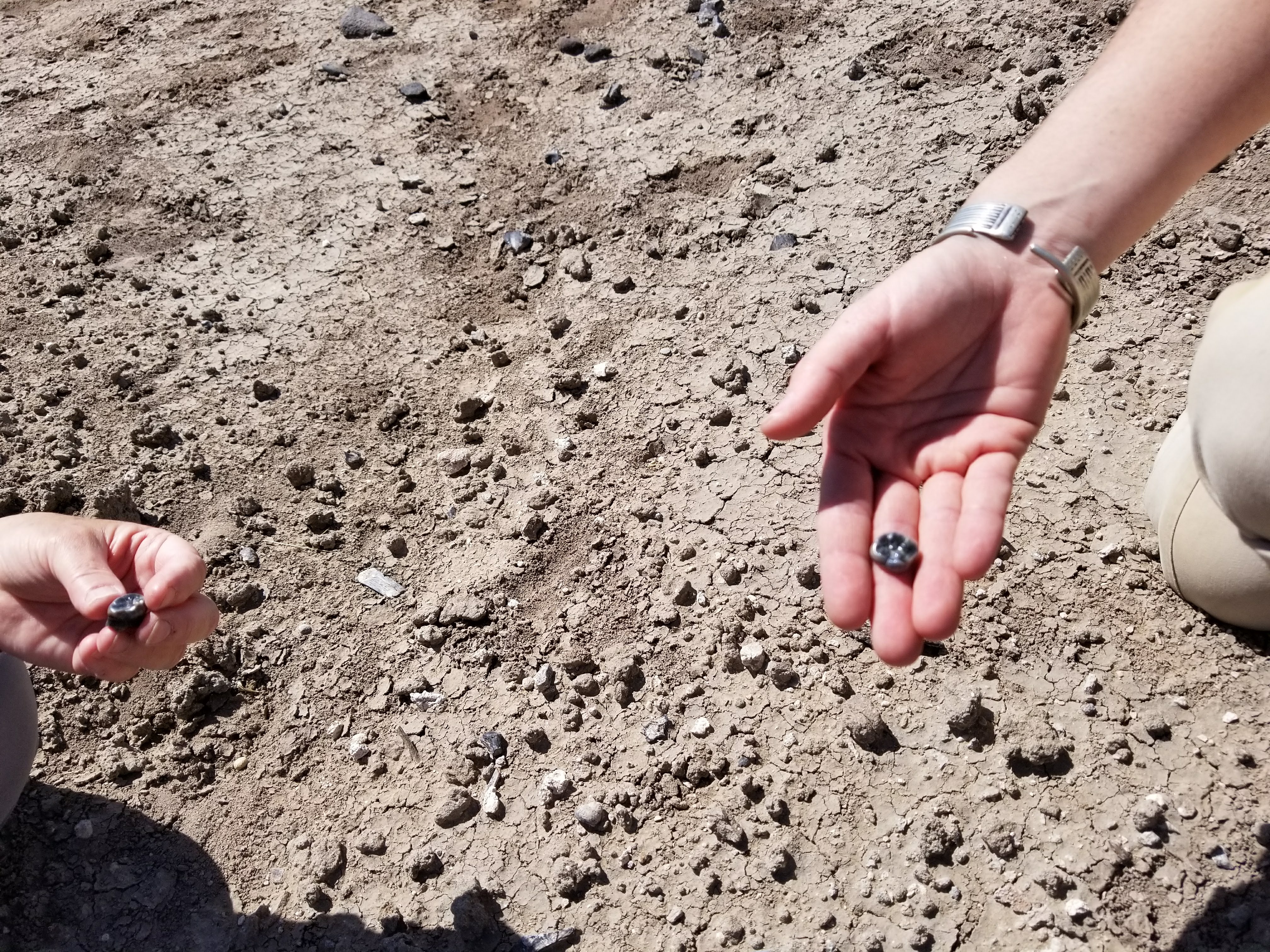 Researchers holding fossilized hominin teeth.