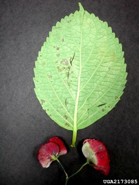 Hydrangea Powdery Mildew Treating A Hydrangea With Powdery Mildew
