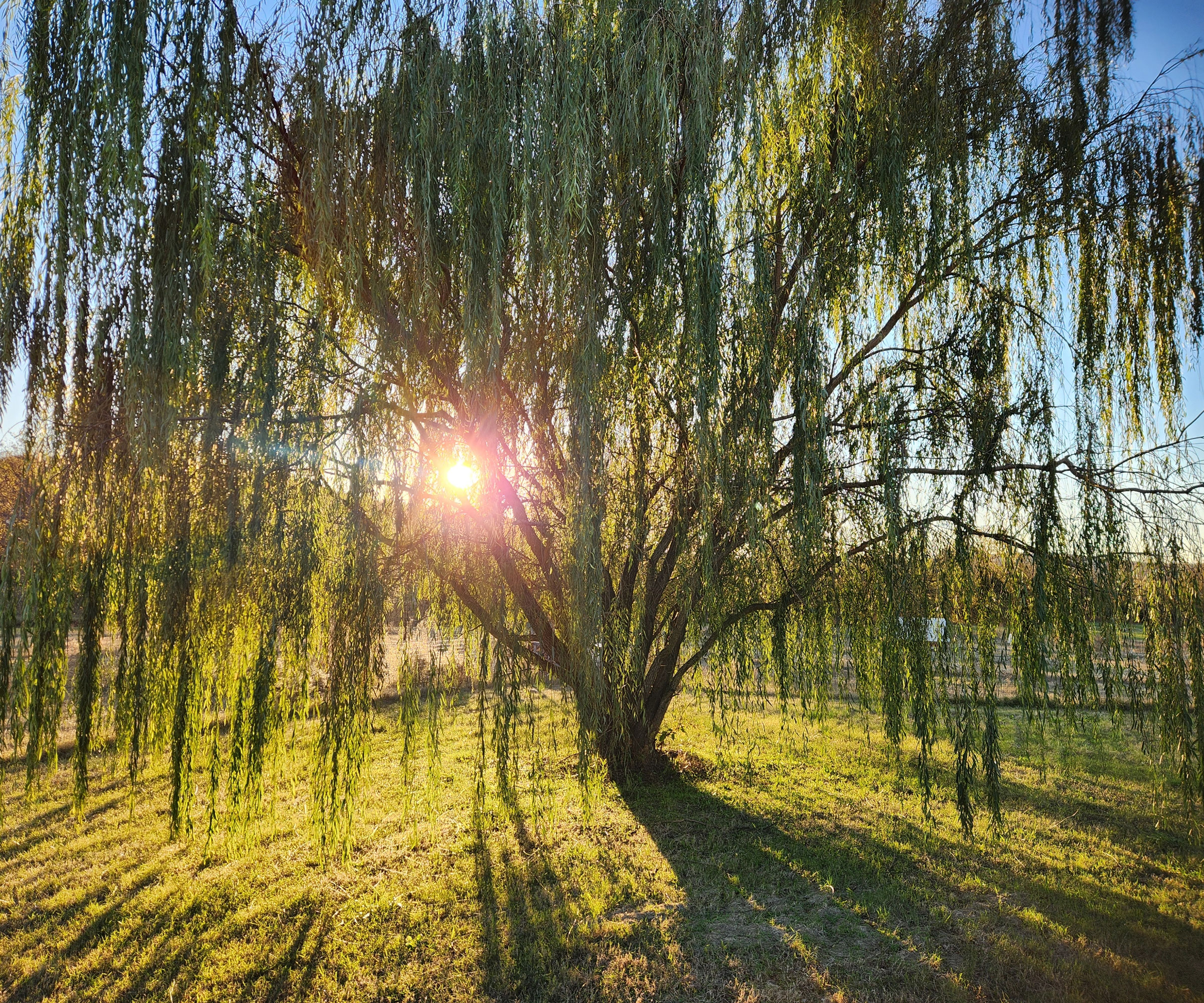 weeping willow tree showing sunlight through leaves