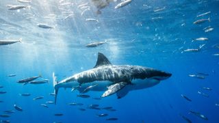 A great white shark swimming among fishes.