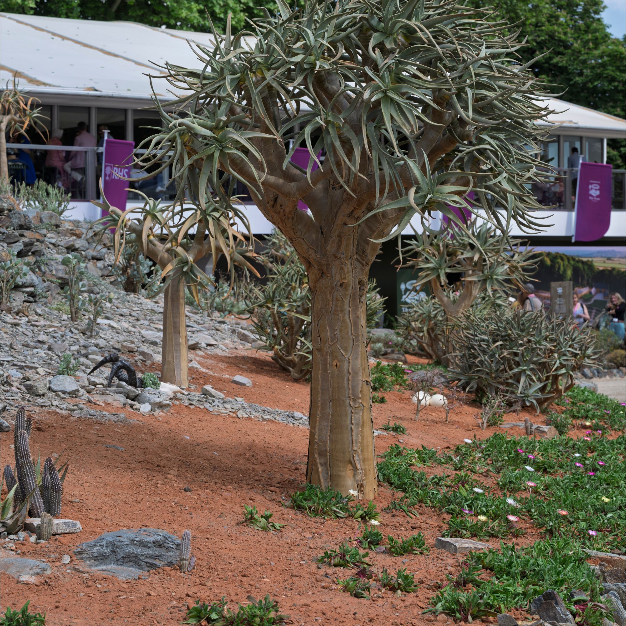 Karoo Succulent Garden. Designed by The Newt in Somerset. Installation. RHS Chelsea Flower Show 2025. Site no. 115