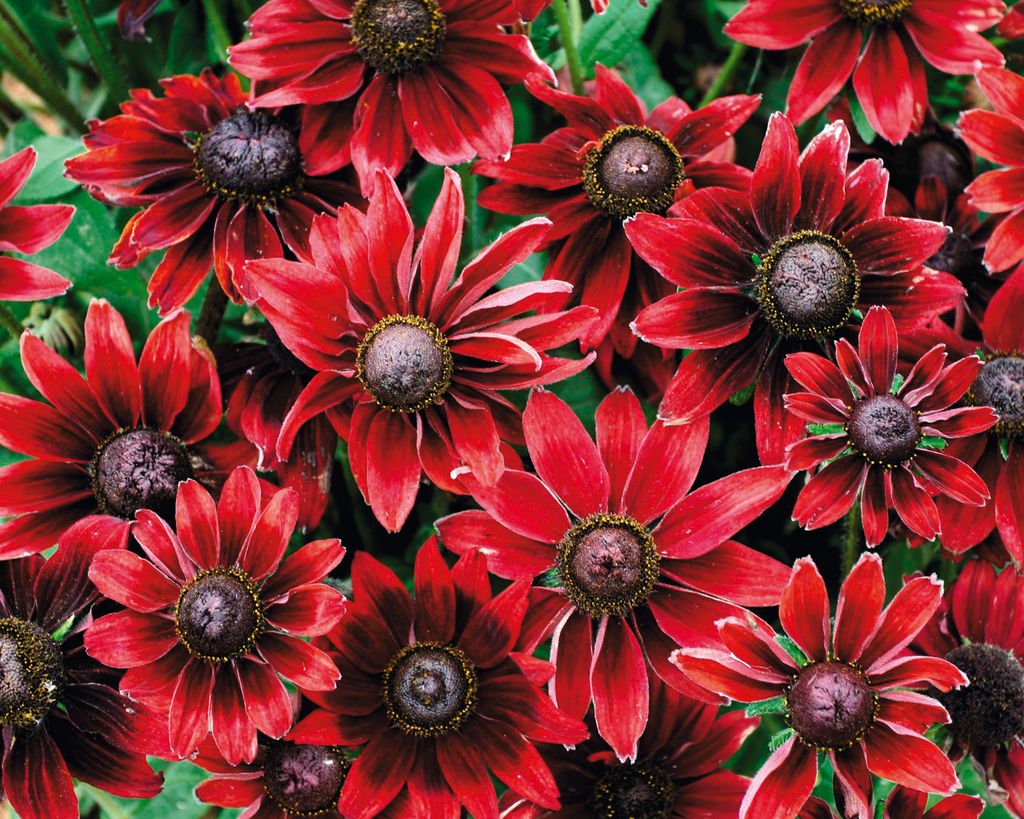 Black-eyed Susan care and growing guide: top rudbeckia tips | Gardeningetc