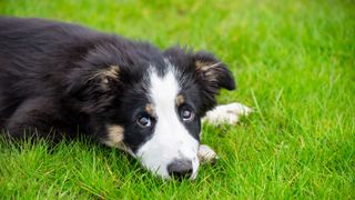 dog lying on grass looking thoughtful