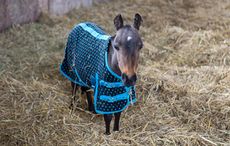 World-Horse-Welfare-Star-in-April-web-1.jpg