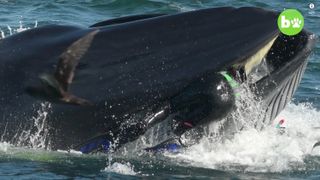 Off the coast of South Africa, dive tour operator Rainer Schimpf gets pulled into the mouth of a whale along with a mass of sardines.