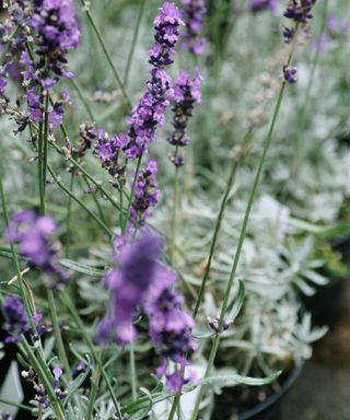 An example of how to plant a flower bed showing a close-up shot of a lavender plant