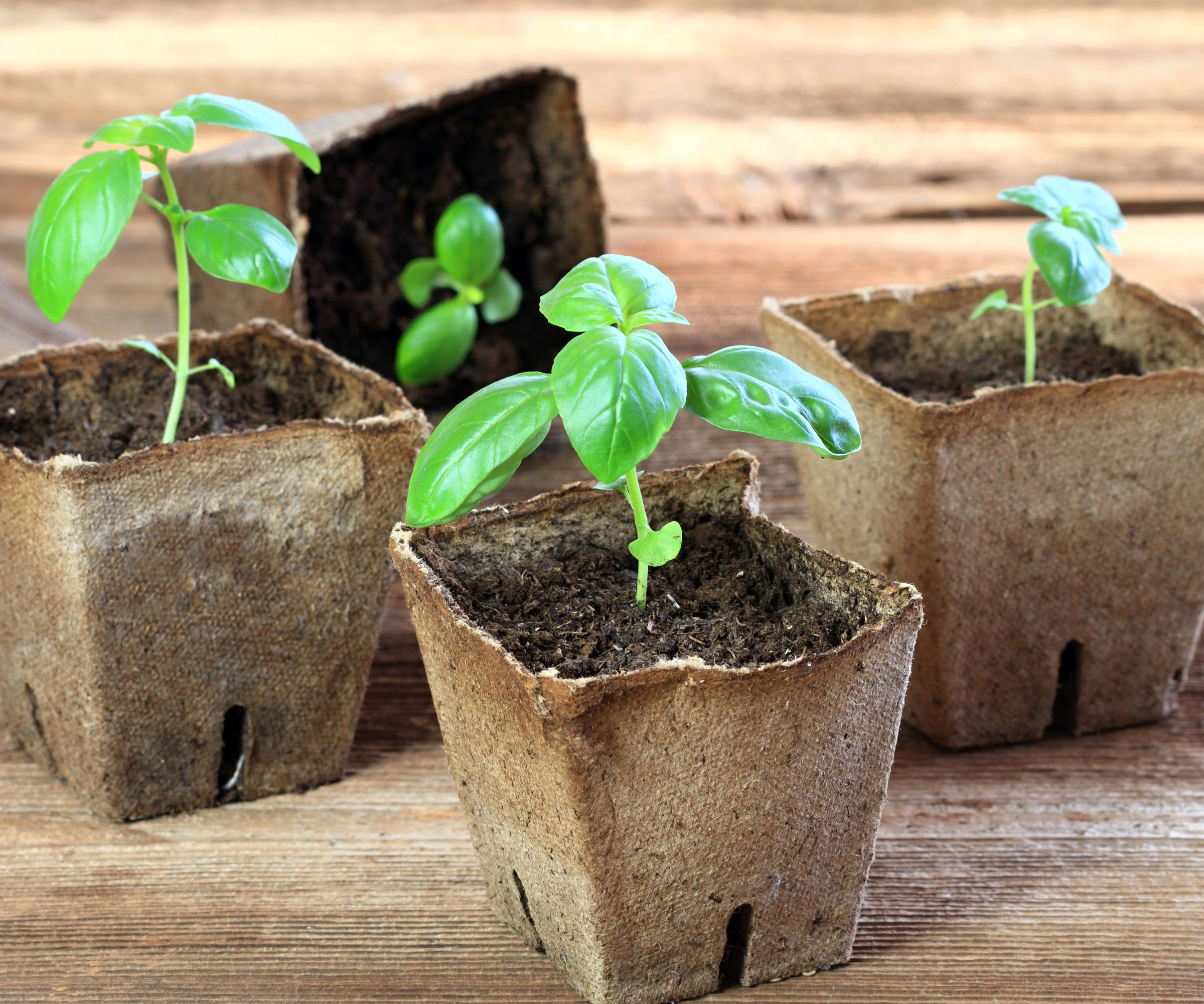 basil seedlings in biodegradable pots on wooden table