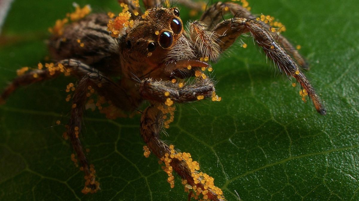 A jumping spider (&lt;em&gt;Plexippus&lt;/em&gt; sp.) covered with yellow Hibiscus pollen in Kinshasa, Congo.